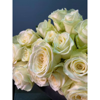 Троянда Сноусторм