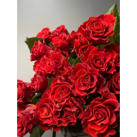 Троянда Ельторо